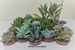 The Flower Factory Succulents (Order by Monday 4pm,Next Day Delivery)