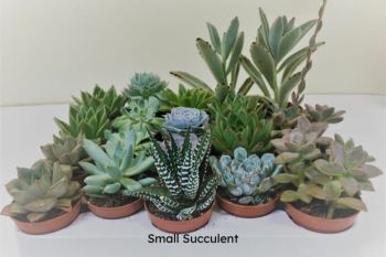 The Flower Factory Succulents (Order by Monday 4pm,Next Day Delivery)